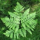 Орляк Aquilinum